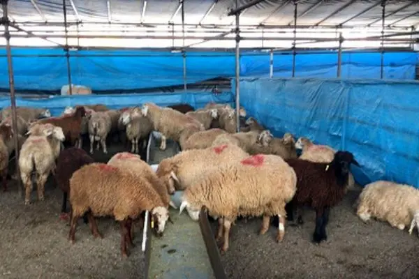 هشدارهای مهم درباره ذبح دام در عید قربان؛ نکات ضروری بهداشت گوشت قربانی