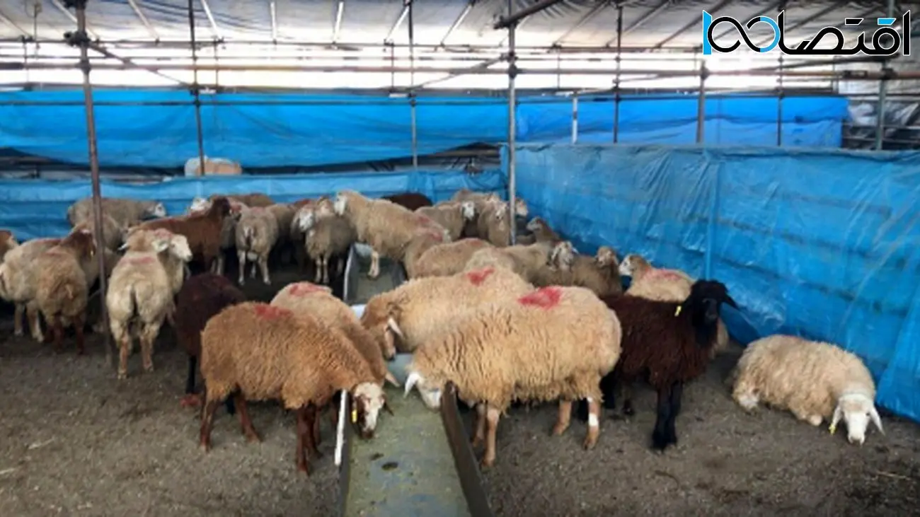هشدارهای مهم درباره ذبح دام در عید قربان؛ نکات ضروری بهداشت گوشت قربانی