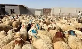 قیمت دام زنده امروز ۲۱ اردیبهشت ۱۴۰۴ /  بازار آرام شد + جدول بروز