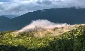 آزادی 230 هزار متر مربع جنگل هیرکانی از دست زمین خواران