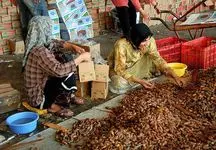 بسته بندی نامناسب برابر با کاهش صادرات