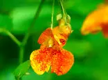 با گل جواهر نارنجی آشنا شوید / این گل به دینامیت طبیعت معروف است + فیلم