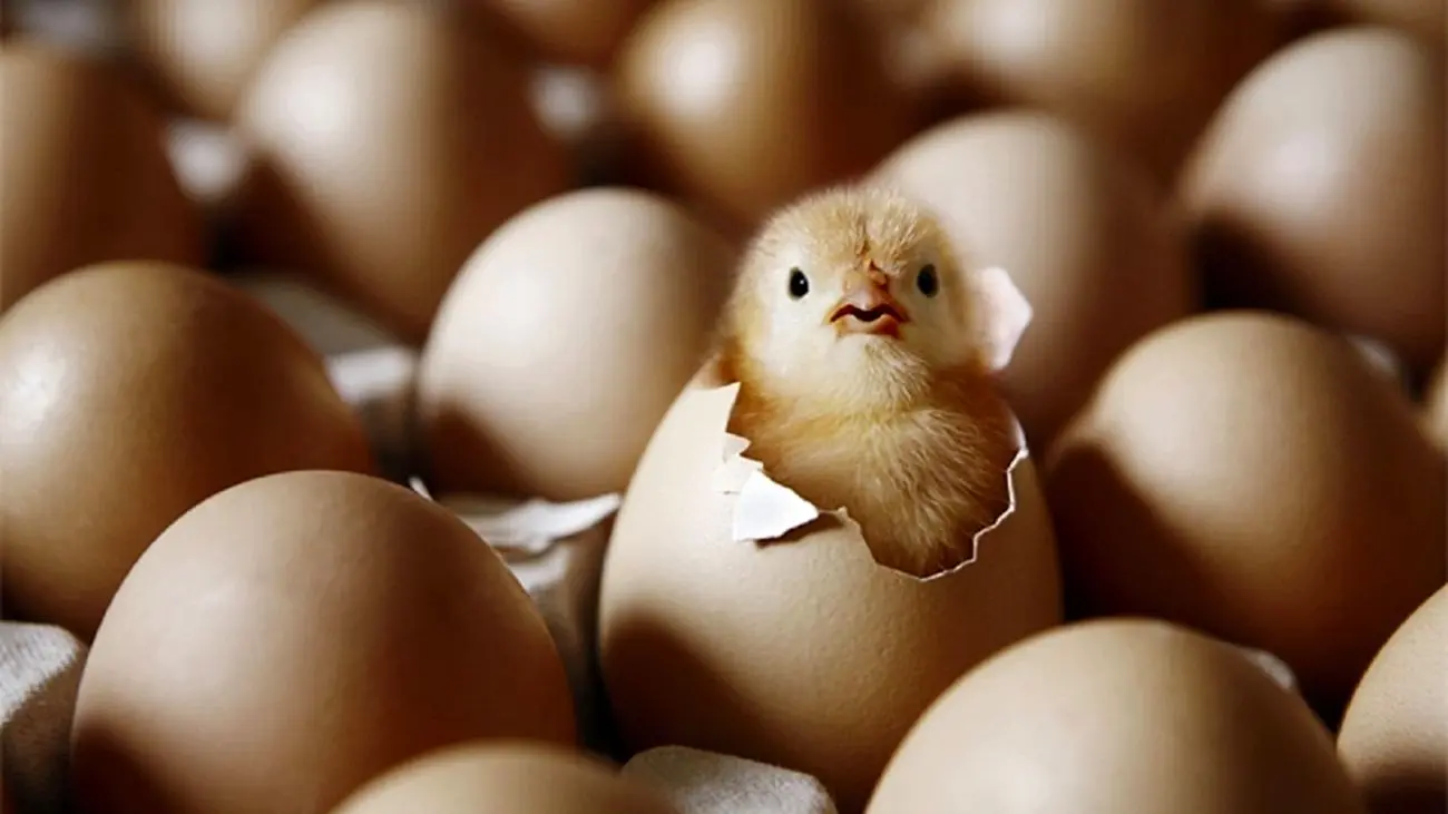 جدیدترین نرخ تخم مرغ اعلام شد / از مرز گرانی هم گذشت !