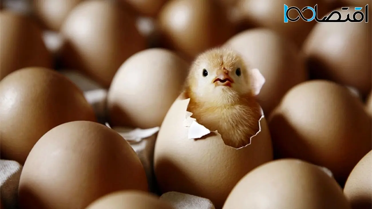قیمت تخم مرغ در بازار به کجا رسید؟ 