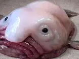 حباب ماهی ، عجیب ترین ماهی که تا کنون دیده اید! + فیلم