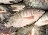 افزایش تولید ماهی خاص در ایران
