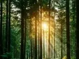 دانشمندان با اصلاح ژنتیک درختان، چوب پایدارتری تولید کردند