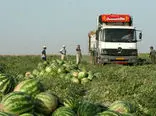 آمار جالب صادرات ارزان ترین محصول کشاورزی ایران