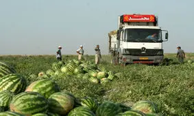 آمار جالب صادرات ارزان ترین محصول کشاورزی ایران