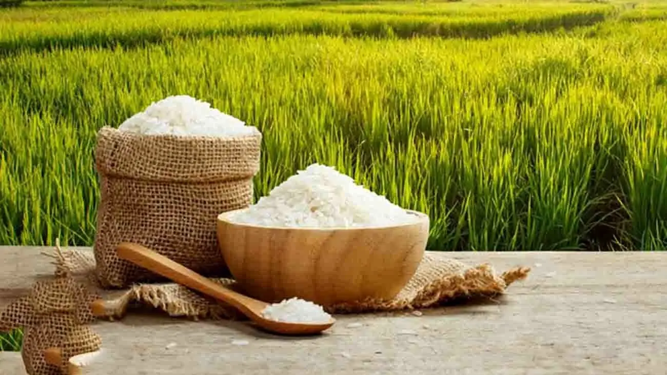 برنج مازندران هوایی شد / مشتری‌های عربی و اروپایی برای برنج شمال سر و دست می شکنند !