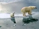 حیات خرس‌های قطبی در معرض خطر است