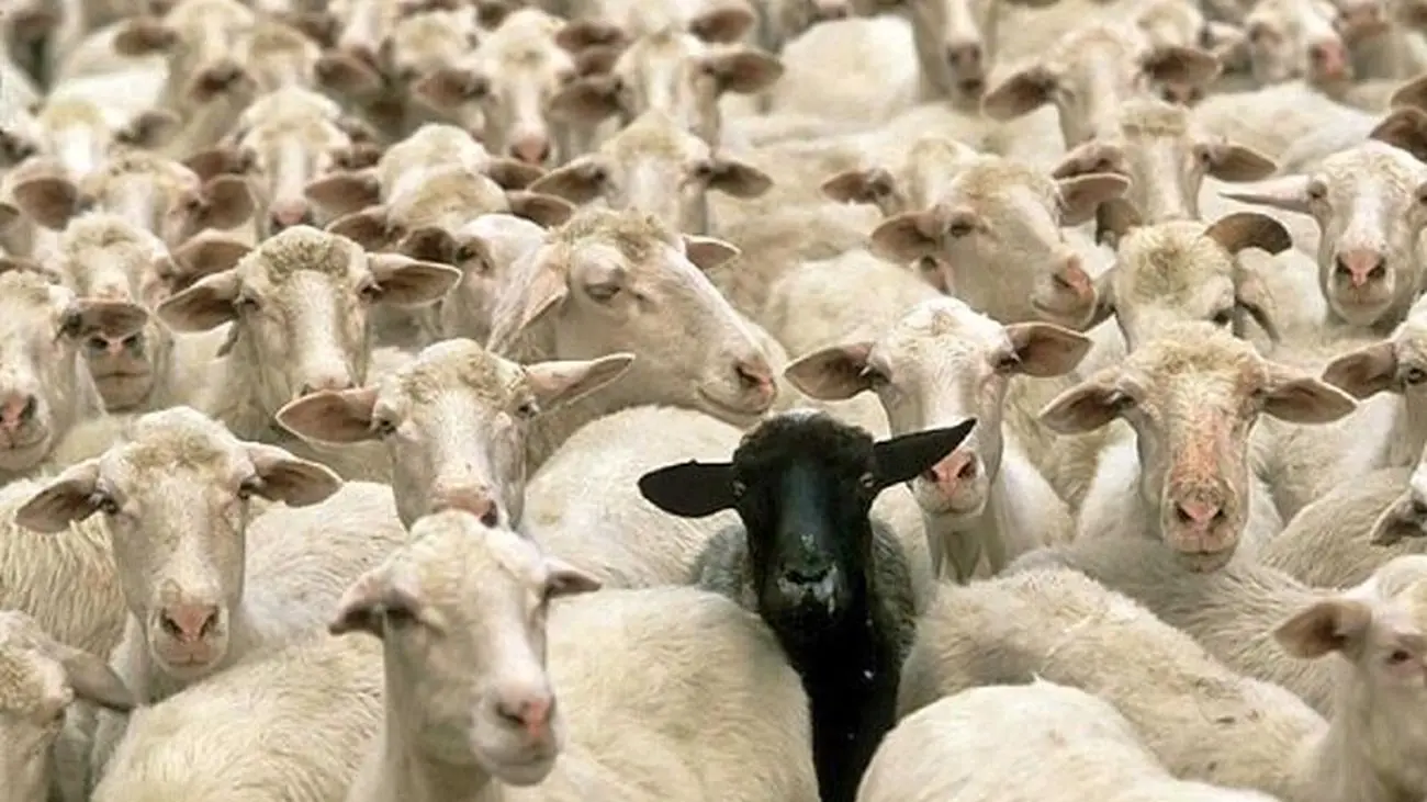 سیگنال جدید به بازار گوشت و گوسفند / هر کیلو گوشت چند؟