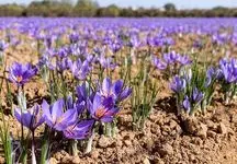 بازار در انتظار ورود زعفران نو