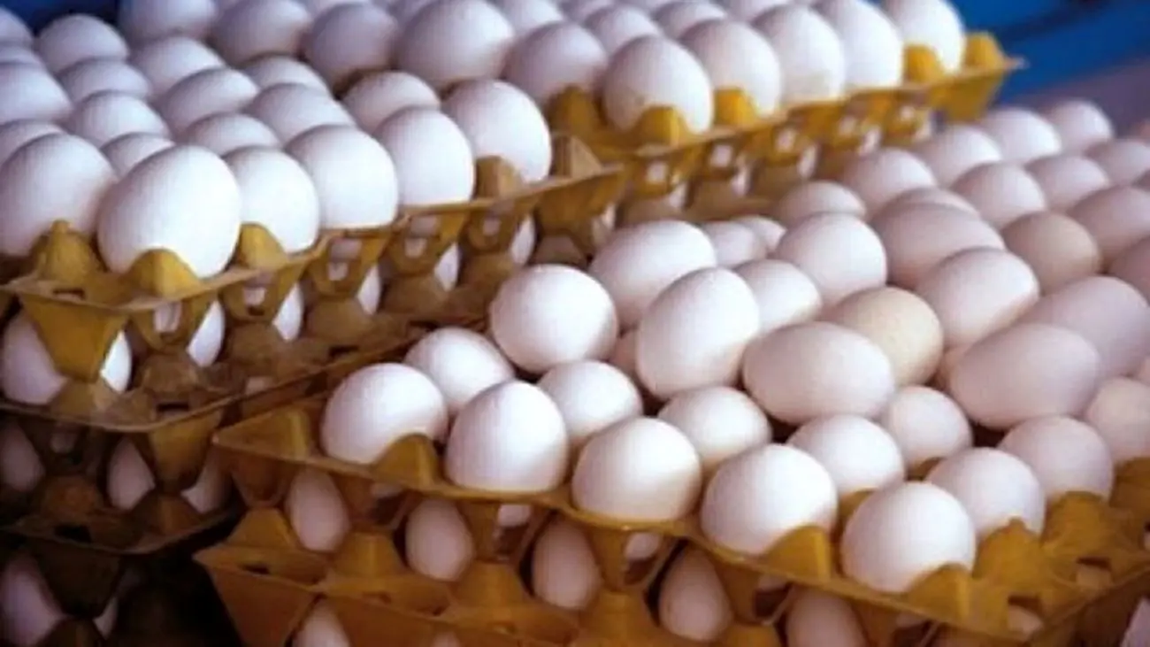 انواع تخم مرغ چند ؟