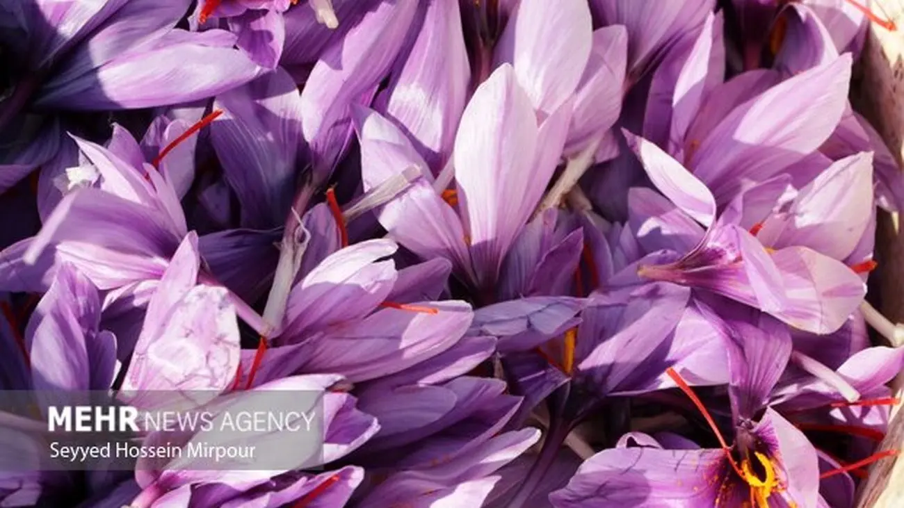 افزایش ۵۲ درصدی صادرات زعفران در ۵ ماه