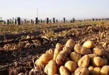 سیب‌زمینی وارداتی عرضه شد / قیمت چند؟ 