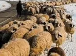 جدیدترین قیمت گوسفند زنده / گوساله  چقدر گران شد ؟
