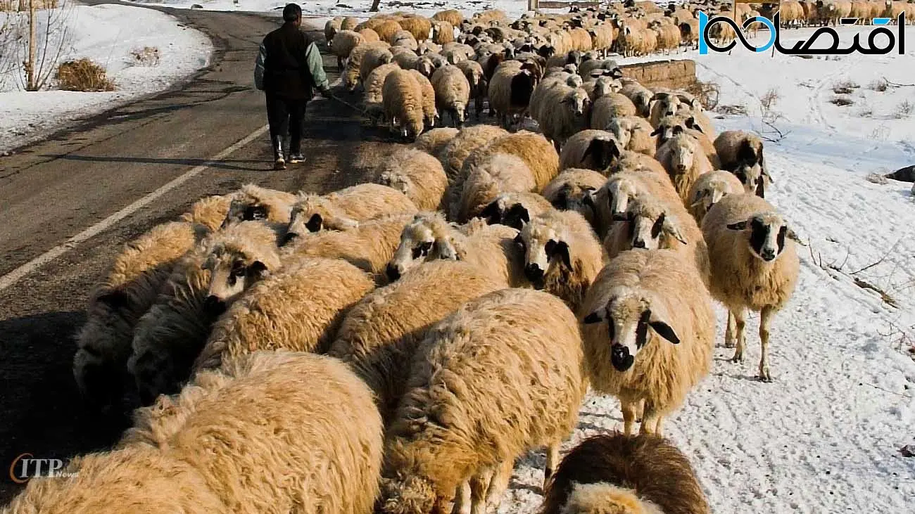 جدیدترین قیمت گوسفند زنده / گوساله  چقدر گران شد ؟