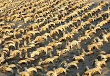 باستان‌شناسان در معبد بزرگ‌ترین فرعون مصر باستان، 2000 کله قوچ مومیایی‌شده پیدا کردند