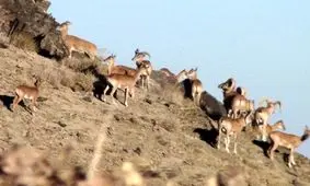 بهار در منطقه حفاظت شده شاسکوه