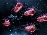 محققان نوعی باکتری روده را برای شناسایی و نابودسازی سرطان مهندسی کردند