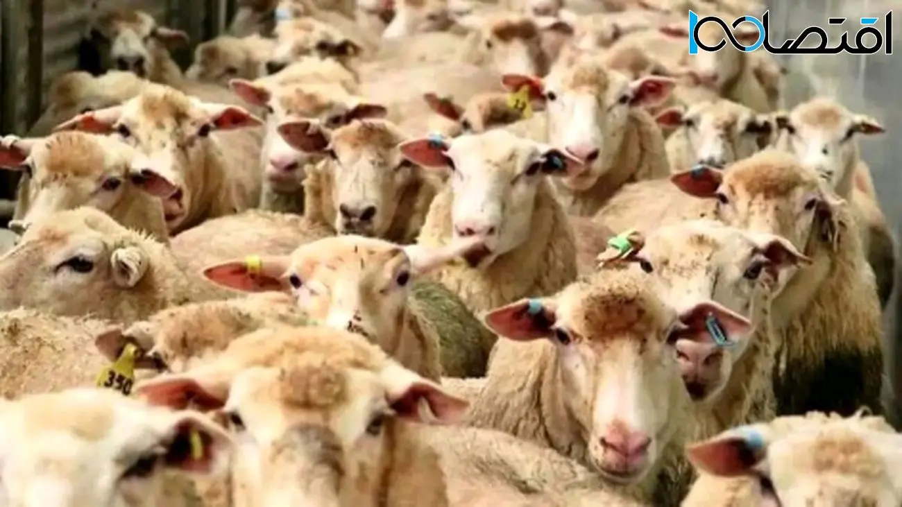 قیمت گوسفند عید قربان اعلام شد