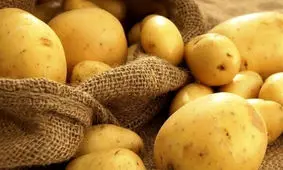 سیب‌ زمینی به سبد خرید کارگران باز می گردد