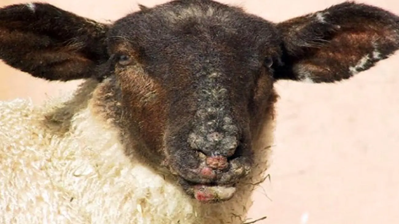 بیماری گوسفندها دردسرساز شد
