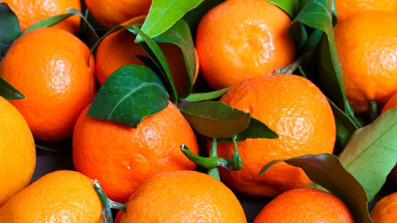 پرتقال نارنجی توی پاییز!/  مرکبات خوشرنگ در بازار سمی هستند؟