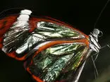 زییاترین پروانه را ببیند /  بال شیشه ای این پروانه را بی نظیر کرد + فیلم	