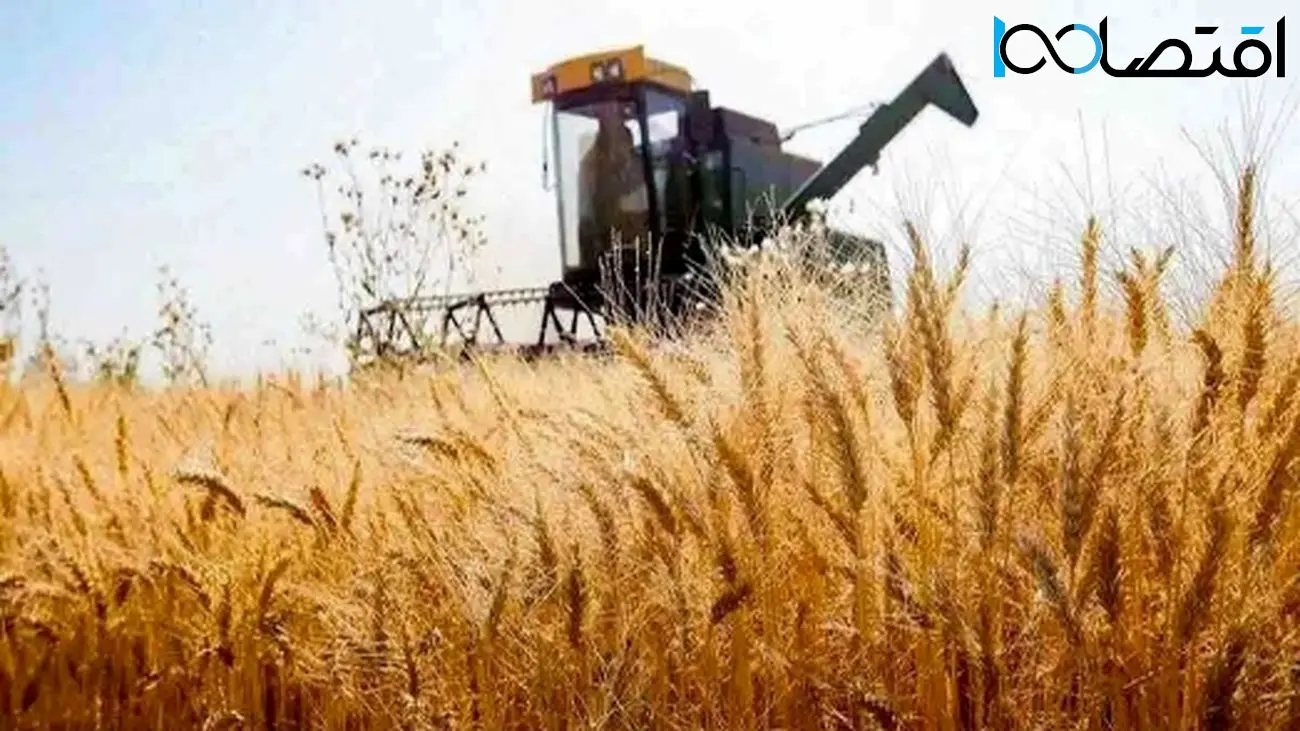 خبر ویژه برای گندمکاران/مطالبات پرداختشده چقدر است؟