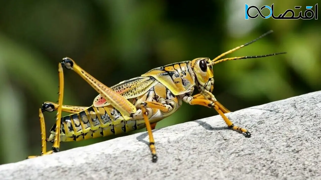 محققان: خوردن حشرات می‌تواند به سلامت روده انسان کمک کند