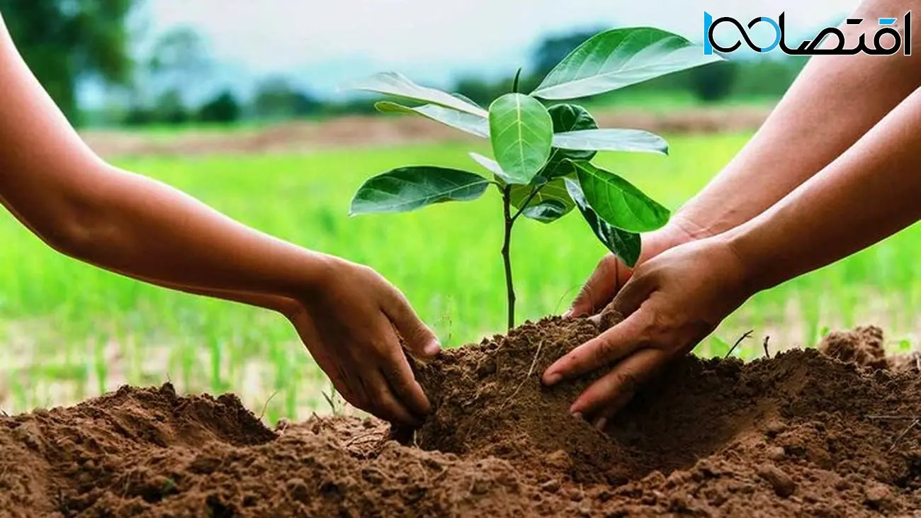 استفاده از توان دانش‌بنیان ها در کاشت یک میلیارد درخت 