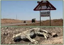 تلف شدن یک ماده یوز باردار در تصادف جاده میامی- سبزوار