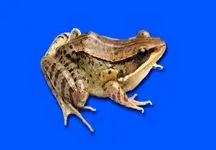کشف قورباغه‌ای که صدای اردک می‌دهد