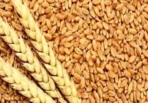 قیمت خرید تضمینی گندم افزایش یافت 