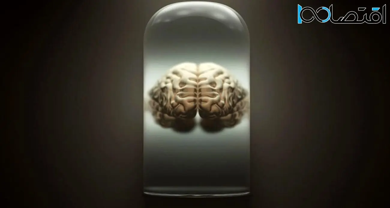 دانشگاه دانمارکی بزرگ‌ترین مجموعه مغز واقعی انسان را جمع‌آوری کرده است