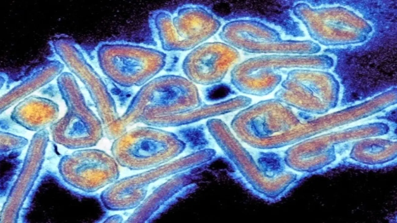 علائم ویروس ماربورگ؛ یک نگرانی جهانی دیگر از راه رسید