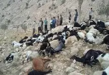 نجات ۶۰۰ راس گوسفند و ۲ چوپان از سیلاب