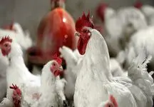 مرغ های مادر وارداتی خروس از آب درآمد !