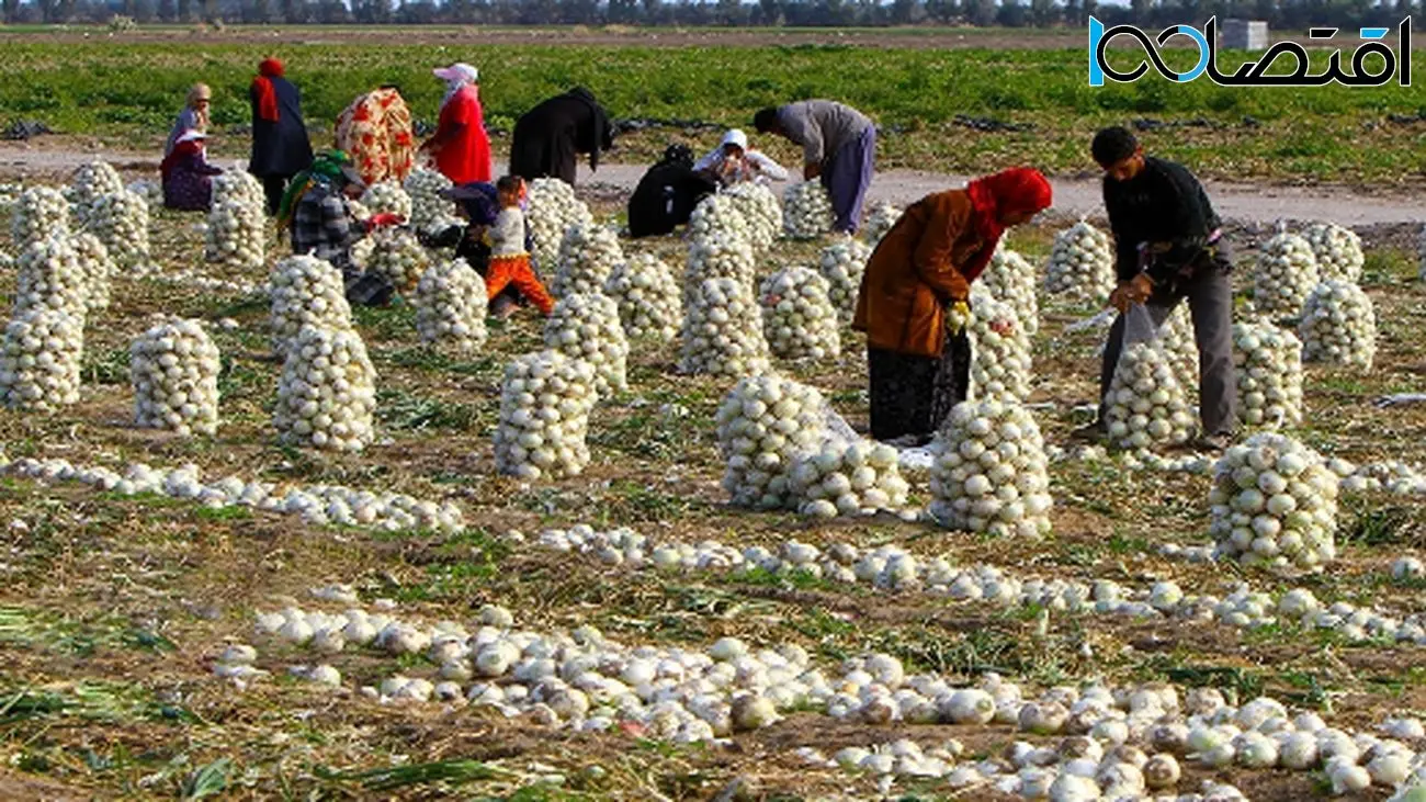 قیمت پیاز اشک کشاورزان را درآورد + جزییات
