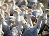 هشدار سازمان جهانی بهداشت: انتقال آنفولانزای پرندگان به انسان می‌تواند آسان‌تر شود