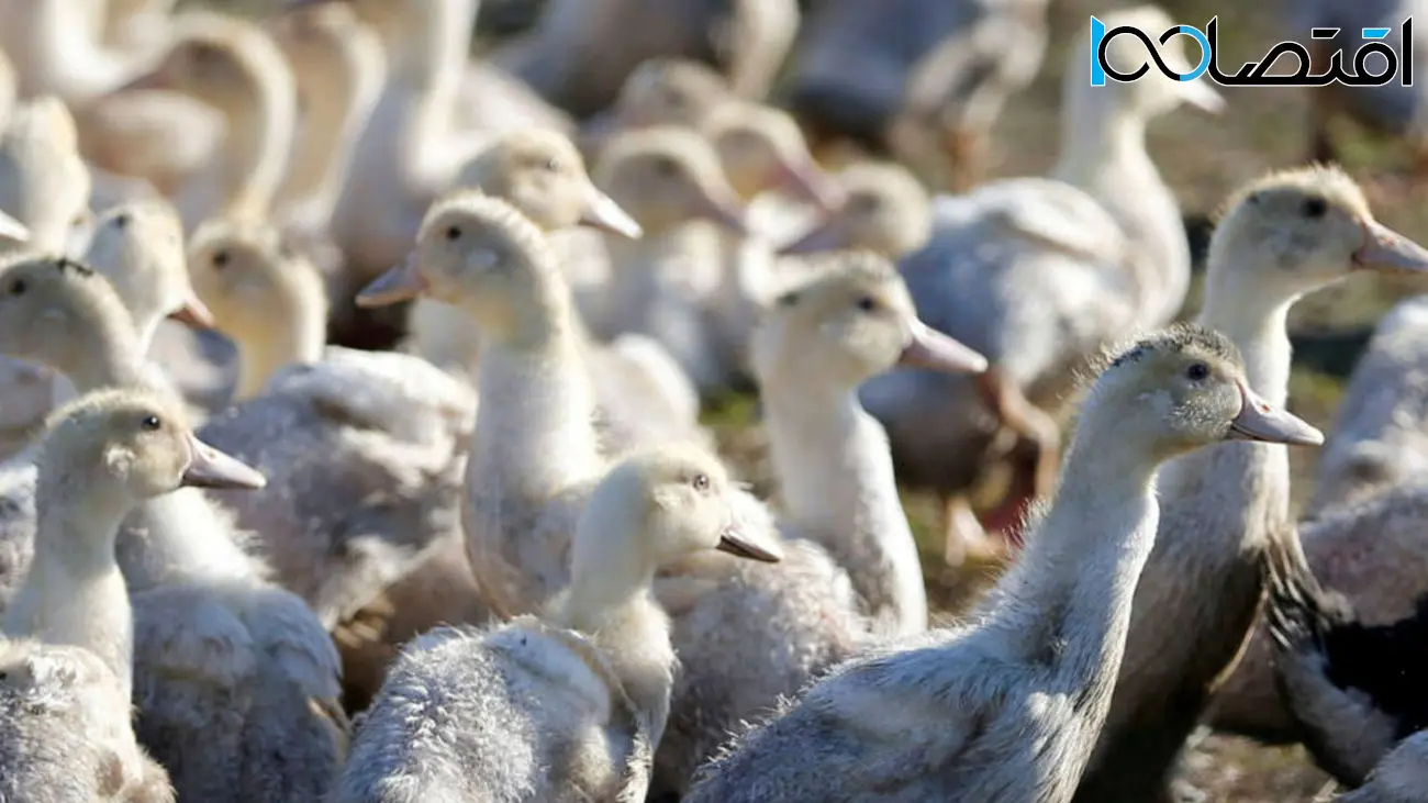 هشدار سازمان جهانی بهداشت: انتقال آنفولانزای پرندگان به انسان می‌تواند آسان‌تر شود