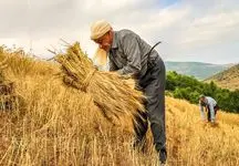 متهم ردیف اول شکست بیمه محصولات کشاورزی + راهکار