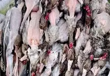 پرواز بی بازگشت پرندگان به فریدونکنار+ تصاویر