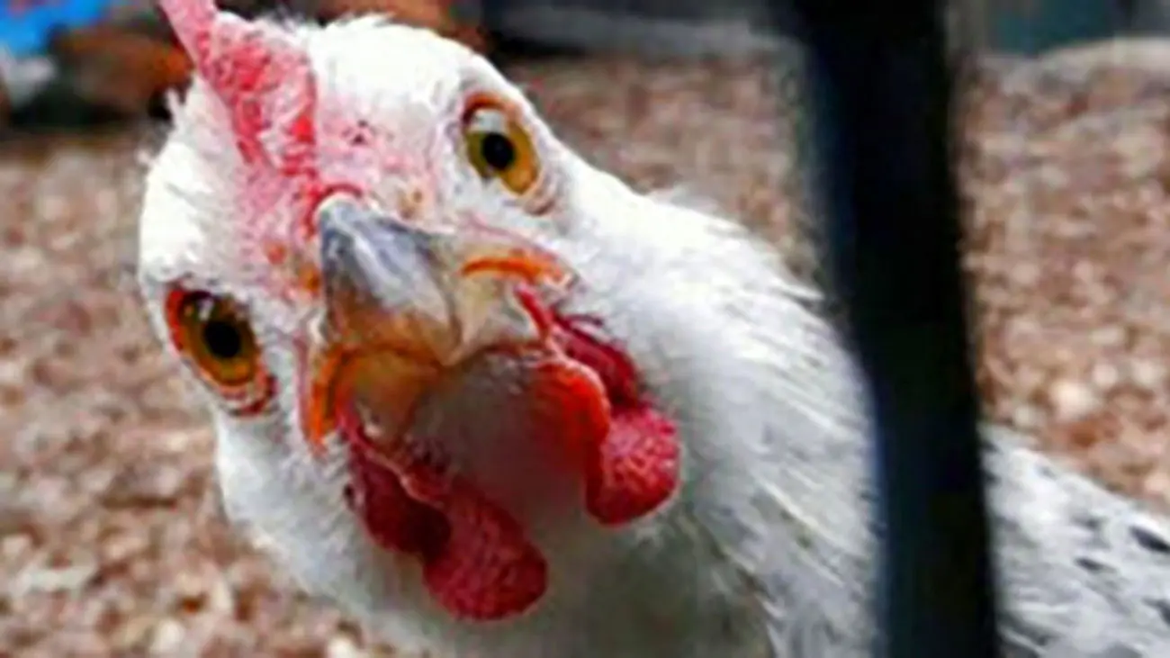 قیمت جدید مرغ و تخم مرغ امروز 12 دی ماه / خوشبختانه با کاهش قیمت رو به رو هستیم !