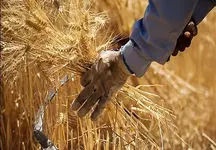 تغییر رویه پرداخت مطالبات گندم‌کاران/ پول گندم یارانه‌ای شد
