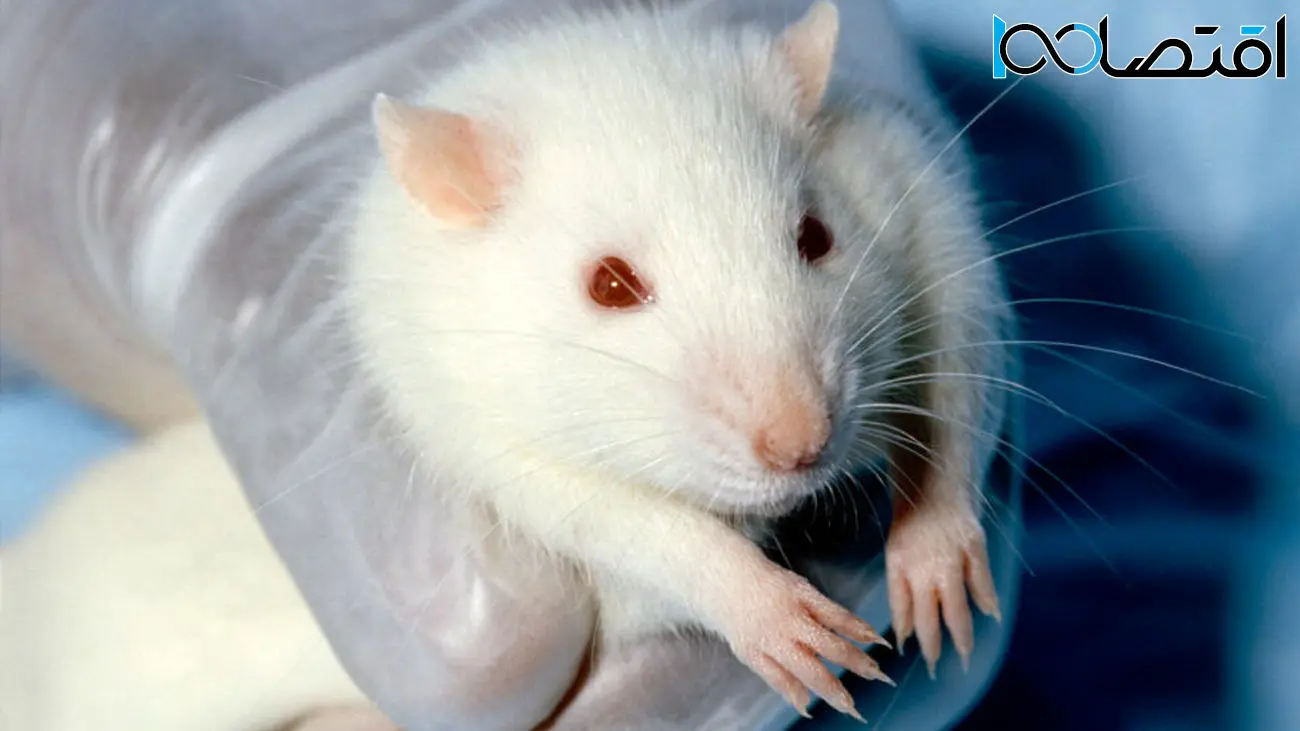 دستاورد بزرگ محققان؛ کاشت و تلفیق موفق بافت مغزی انسان در مغز موش‌ها