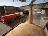 خرید تصمینی گندم از ۶ میلیون تن عبور کرد / کشت قراردادی گندم به سال بعد موکول شد